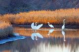 Egret Convention_35806